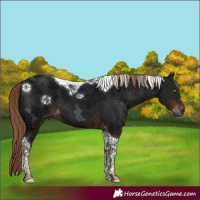 Horse Color:Gray Liver Chestnut Ice Tobiano 