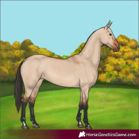 Horse Color:Bay Dun