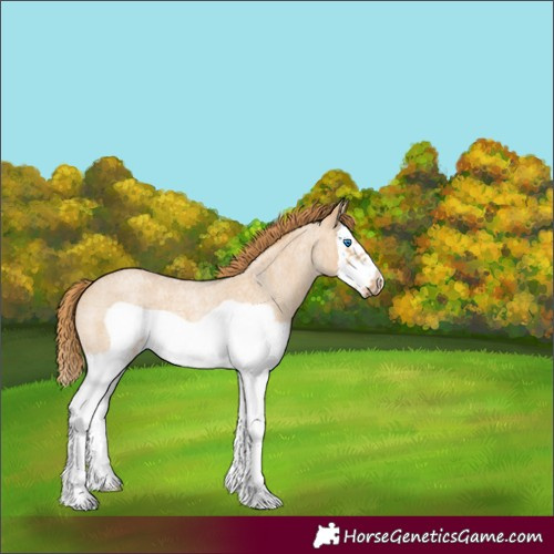 Horse Color:Red Dun Roan Splash Frame Rabicano 