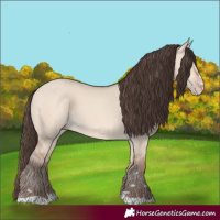 Horse Color:Unknown 