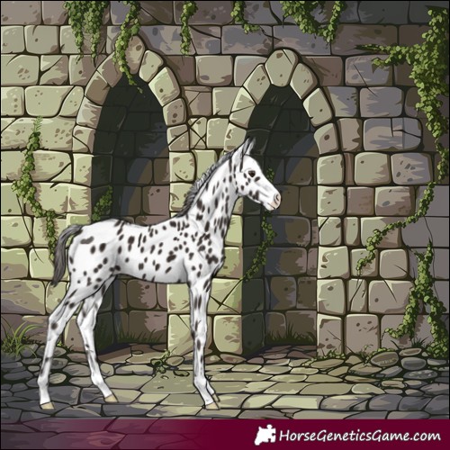 Horse Color:Liver Chestnut Leopard 