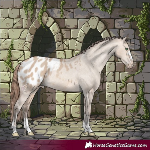 Horse Color:Amber Champagne Dun Blanket Rabicano 