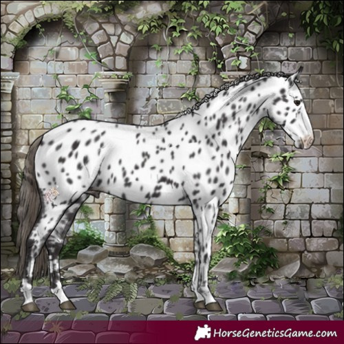 Horse Color:Smoky Black Near Leopard 
