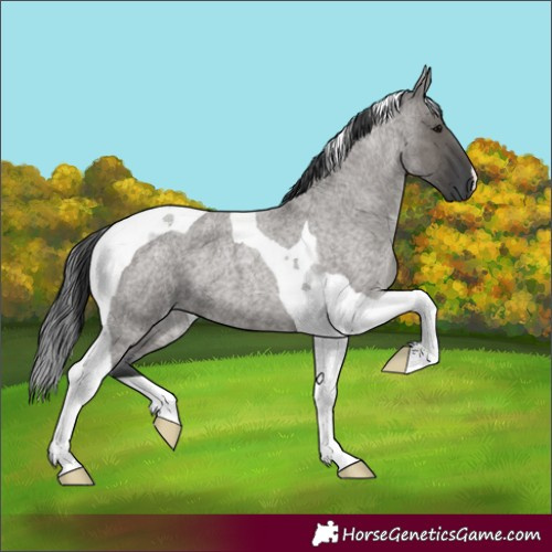 Horse Color:Grullo Roan Tobiano 