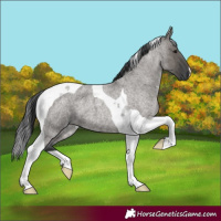 Horse Color:Grullo Roan Tobiano