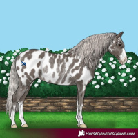 Horse Color:Silver Black Appaloosa Rabicano 