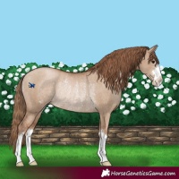 Horse Color:Grullo Pearl Rabicano 