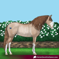 Horse Color:Grullo Pearl Rabicano