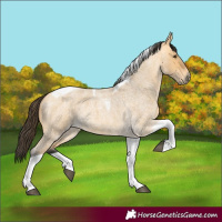Horse Color:Buckskin Roan Dun Tobiano