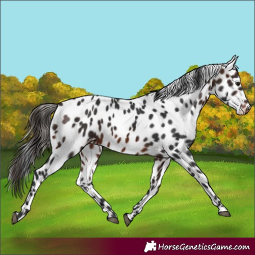 Horse Color:Brown Appaloosa 