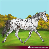 Horse Color:Brown Appaloosa