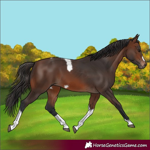 Horse Color:Brown Tobiano Frame 