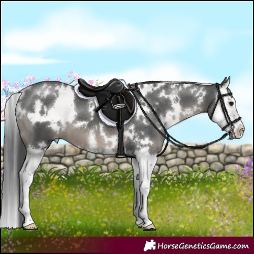 Horse Color:White Spotted Black Sabino Splash 