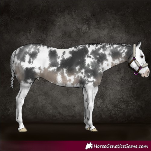 Horse Color:White Spotted Black Sabino Splash 