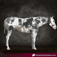 Horse Color:White Spotted Black Sabino Splash 