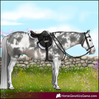 Horse Color:White Spotted Black Sabino Splash 