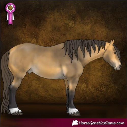 Horse Color:Buckskin 