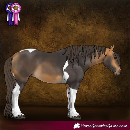 Horse Color:Buckskin Tobiano 