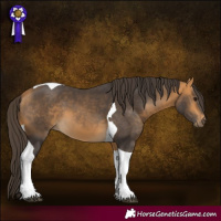 Horse Color:Buckskin Tobiano 