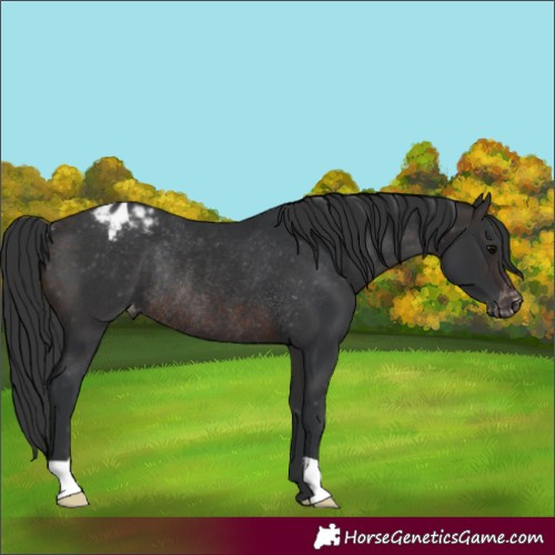 Horse Color:Brown Appaloosa Rabicano 