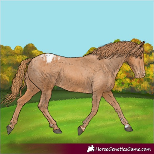 Horse Color:Chestnut Appaloosa