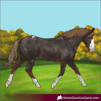Horse Color:Liver Chestnut Appaloosa 