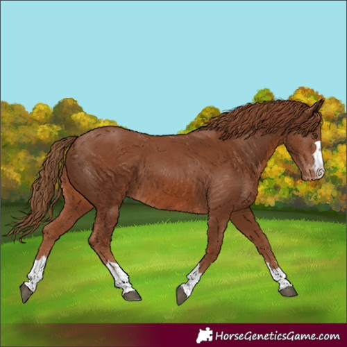 Horse Color:Unknown 
