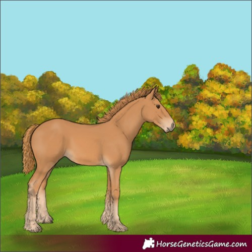 Horse Color:Unknown 