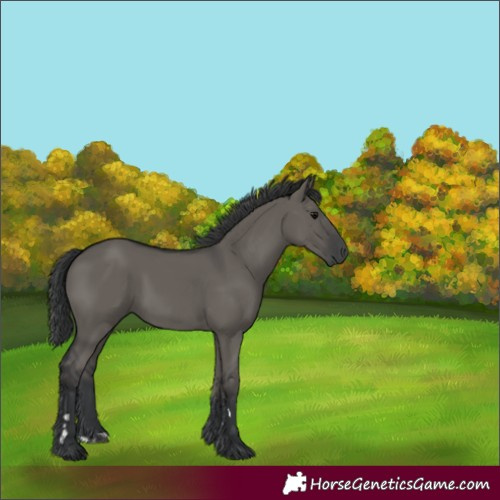 Horse Color:Grullo 