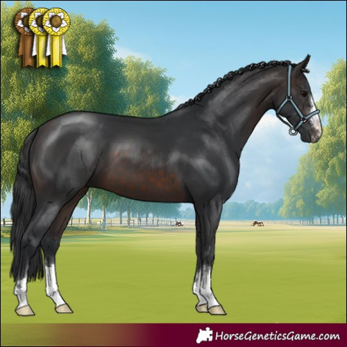 Horse Color:Brown 