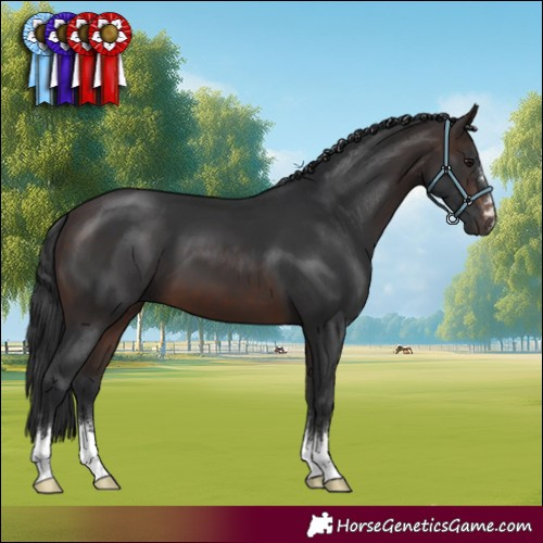 Horse Color:Brown 