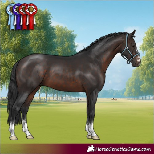 Horse Color:Brown 