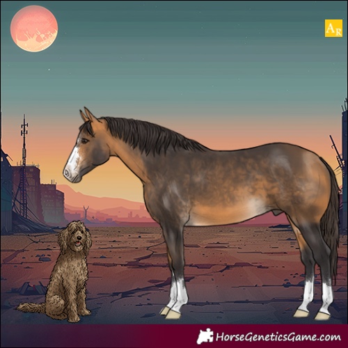 Horse Color:Buckskin 