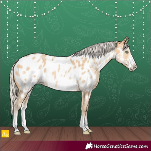 Horse Color:Silver Sable Cream Champagne Sabino Appaloosa 