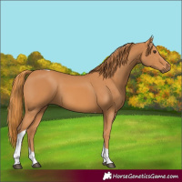 Horse Color:Chestnut Tobiano 