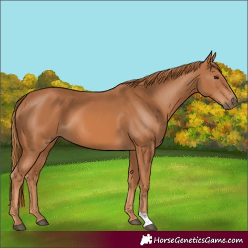 Horse Color:Unknown 
