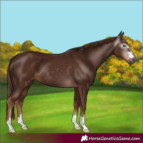 Horse Color:Unknown 