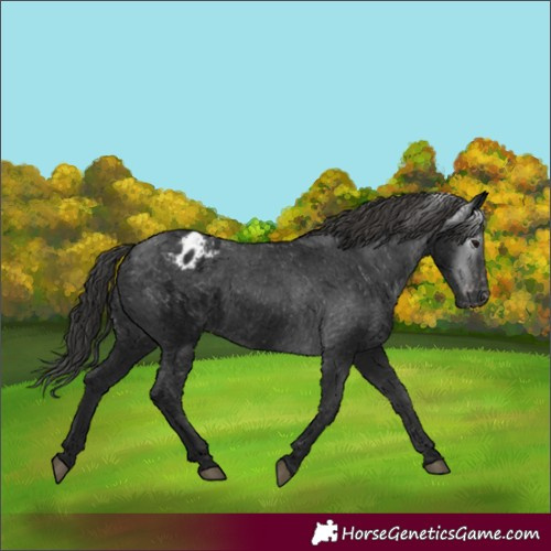 Horse Color:Gray Black Appaloosa