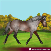 Horse Color:Gray Bay