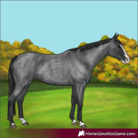 Horse Color:Unknown