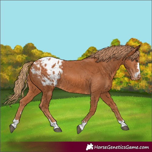 Horse Color:Chestnut Appaloosa 