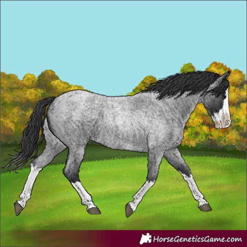 Horse Color:Blue Roan Splash
