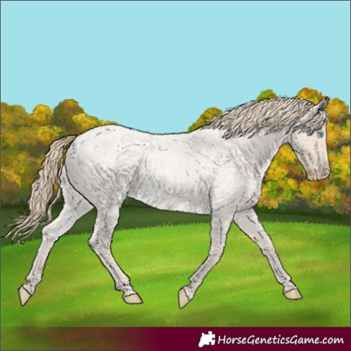 Horse Color:Smoky Creme Roan 