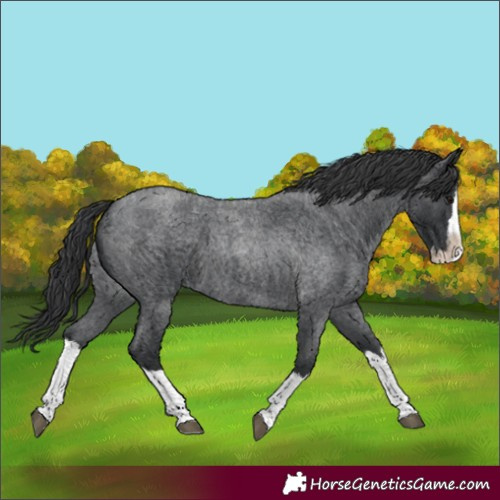 Horse Color:Blue Roan Splash