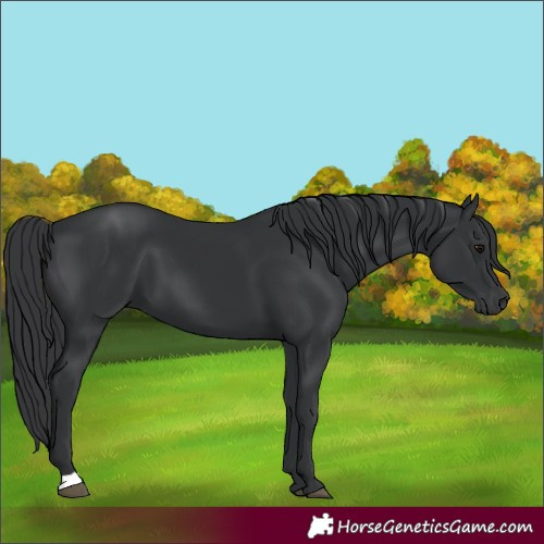 Horse Color:Black 