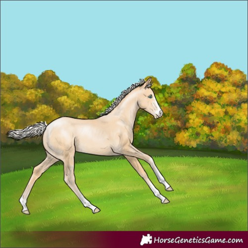 Horse Color:Silver Buckskin Pearl 