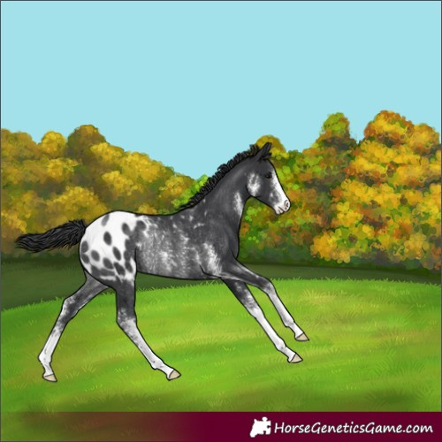 Horse Color:Black Sabino Appaloosa Rabicano 