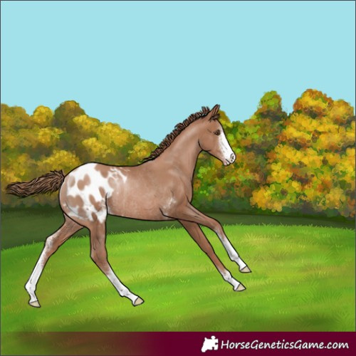Horse Color:Black Pearl Sabino Appaloosa Rabicano 
