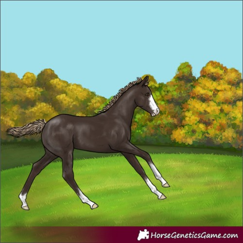 Horse Color:Liver Chestnut 