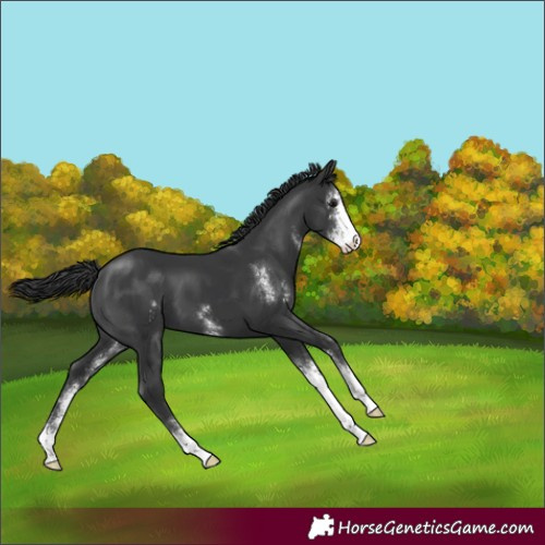 Horse Color:Black Sabino 